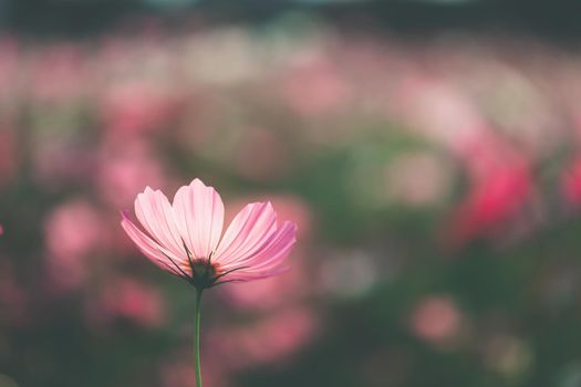 Cosmos flowers beautiful in the garden