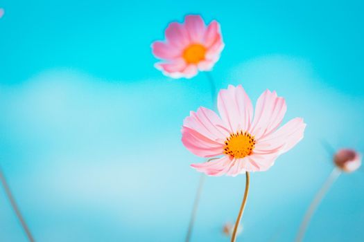 Cosmos flowers beautiful in the garden