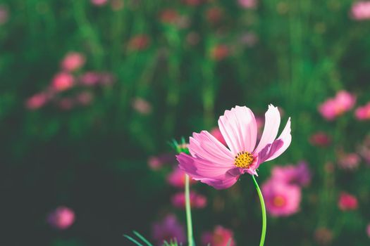 Cosmos flowers beautiful in the garden