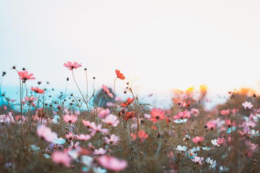 Cosmos flowers beautiful in the garden