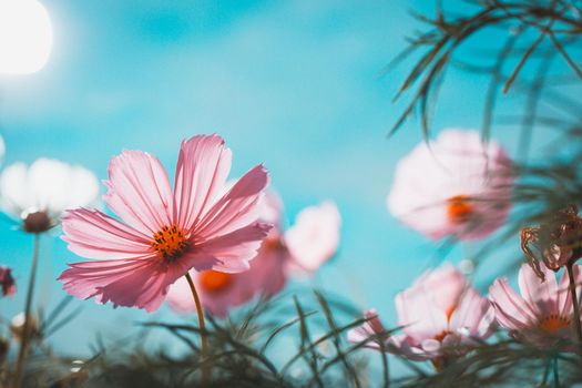 Cosmos flowers beautiful in the garden