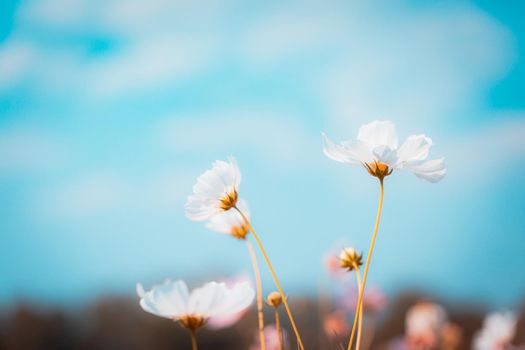 Cosmos flowers beautiful in the garden