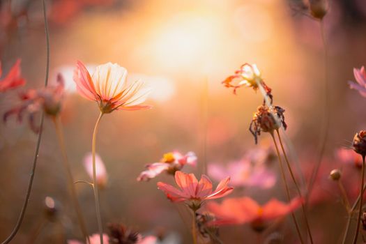 Cosmos flowers beautiful in the garden