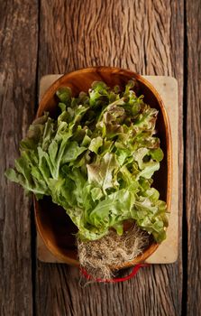 Still life with Red Oak Leaf salad on wooden bowl