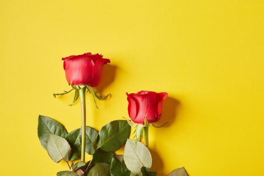 Red rose of Valentine’s Day on yellow background