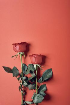 Rose on sweet  background. Rose of Valentine’s Day, Lush Lava color tone