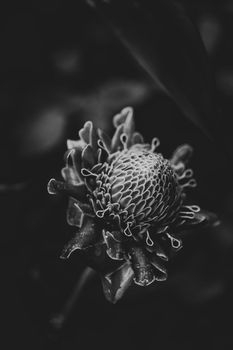 Ginger flowers with dropwater on black and white filter