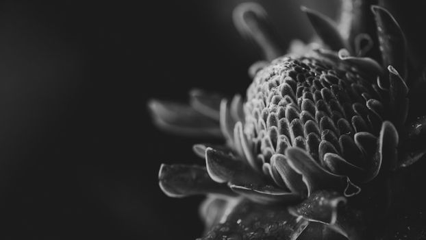 Ginger flowers with dropwater on black and white filter