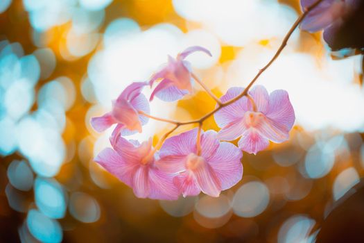 Orchid flowers with bokeh background