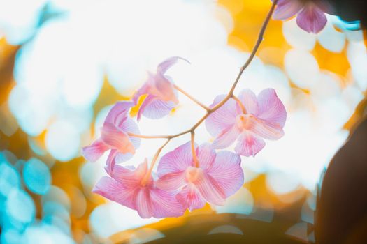 Orchid flowers with bokeh background