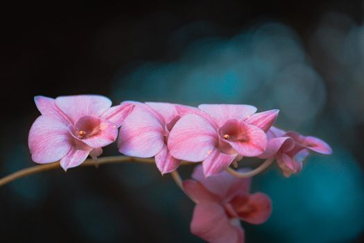 Orchid flowers with bokeh background