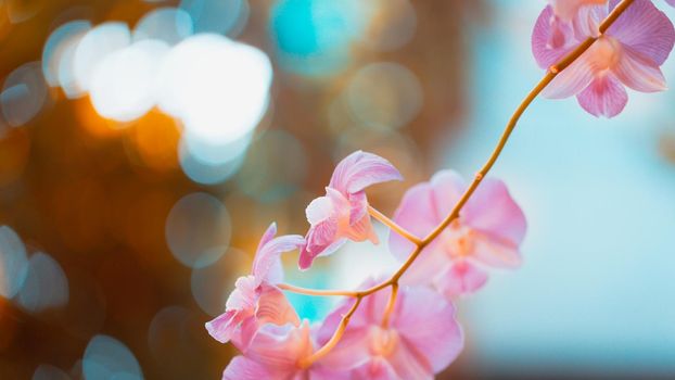 Orchid flowers with bokeh background