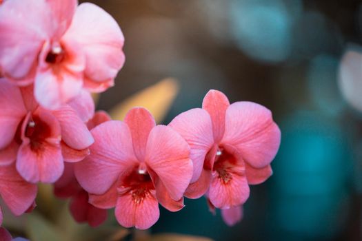 Orchid flowers with bokeh background