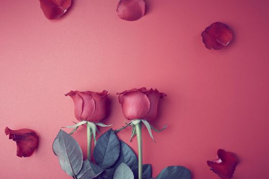 Rose on sweet  background. Rose of Valentine’s Day