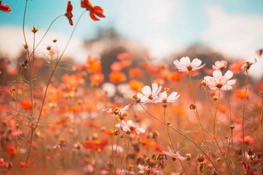 Cosmos flowers beautiful in the garden