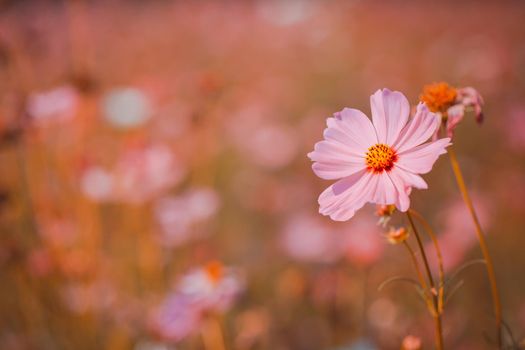 Cosmos flowers beautiful in the garden