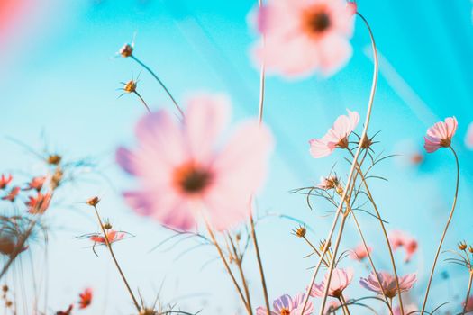 Cosmos flowers beautiful in the garden