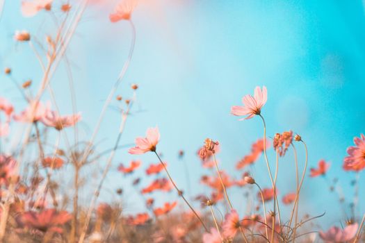 Cosmos flowers beautiful in the garden