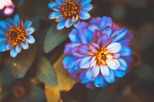 Gerbera flowers, Take photo on Lush Lava filter color tone
