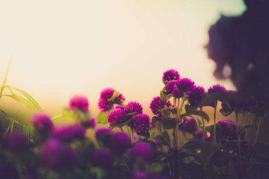 Globe amaranth flowers beautiful in the garden