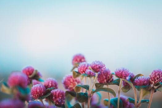 Globe amaranth flowers beautiful in the garden