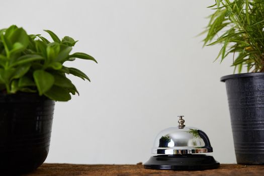 Bell on counter for service with green plant