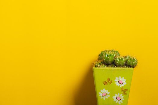 Cactus on pot with yellow background. Minimalist photo