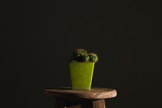 Still life Cactus on pot. Minimalist photo and low light