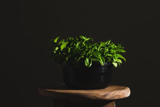Green plant on pot with สนไlight. Minimalist photo