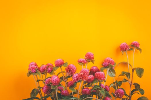 Globe amaranth flowers beautiful on yellow background