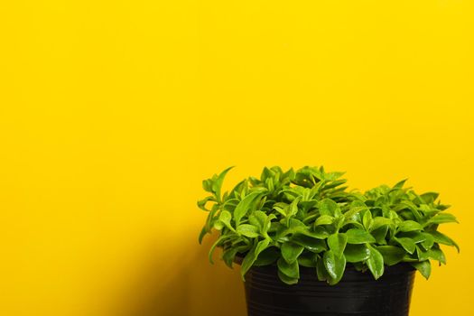 Green plant on yellow background. Minimalist photo