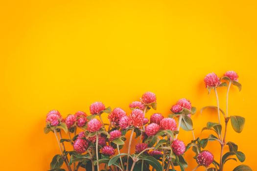 Globe amaranth flowers beautiful on yellow background