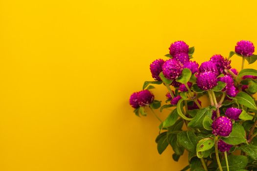 Globe amaranth flowers beautiful on yellow background