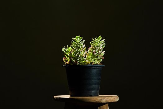 Still life with green plant on dark background. Minimalist photo