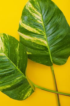 Green leaves on yellow background. Minimalist photo