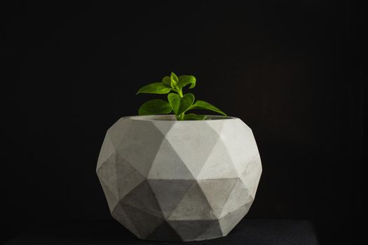 Plant on cement pot  with dark background