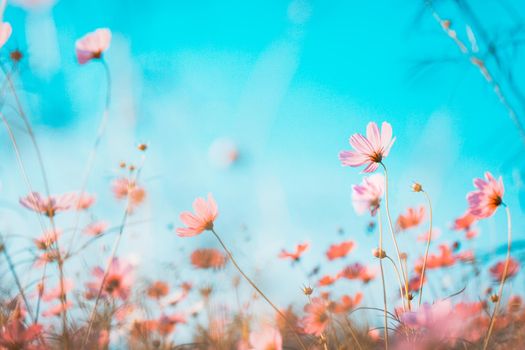 Cosmos flowers beautiful in the garden