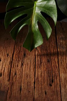 Monstera leaf on  old wooden  background