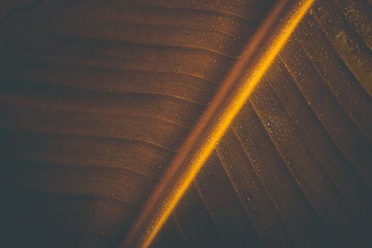 Tropical Banana leaf texture on dark backgrond