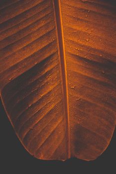 Tropical Banana leaf texture on dark backgrond
