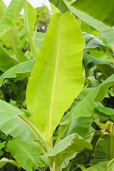 Jungle of tropical banana leaf texture, large palm foliage natural green background