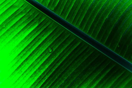 Jungle of tropical banana leaf texture, large palm foliage natural dark green background