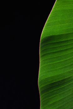 Banana leaf texture with drop shadow on dark background