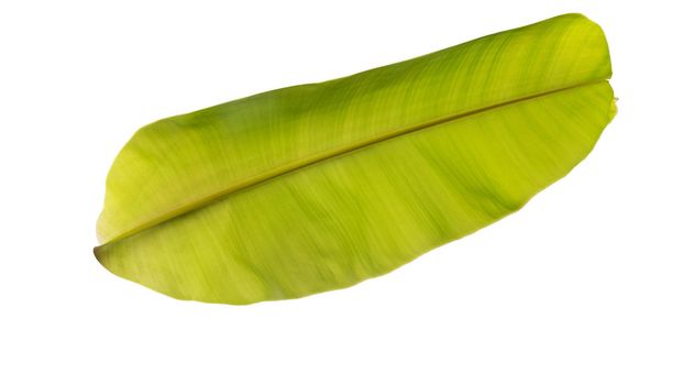 Tropical Banana leaf texture. Isolated on white