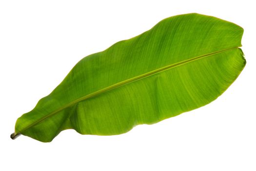 Tropical Banana leaf texture. Isolated on white