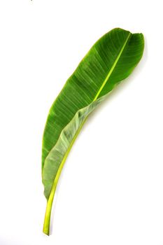 Tropical Banana leaf texture. Isolated on white