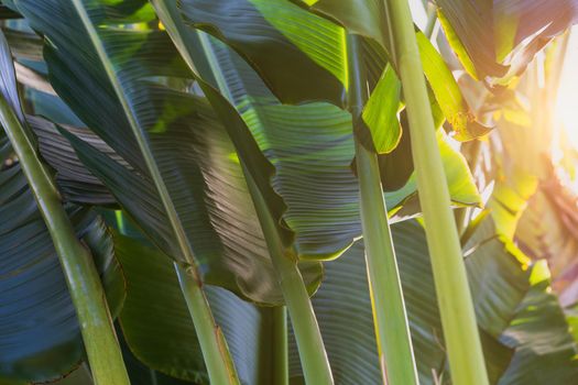 Tropical banana leaf with sunlight