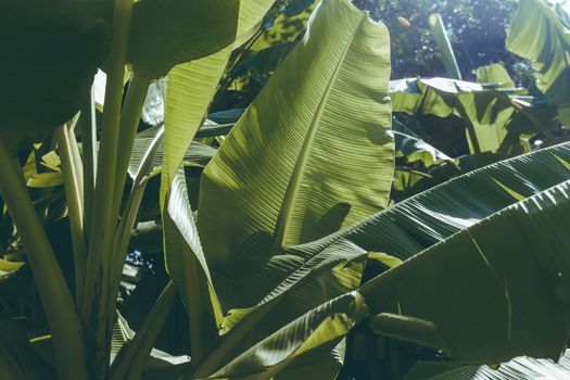 Tropical banana leaf with sunlight