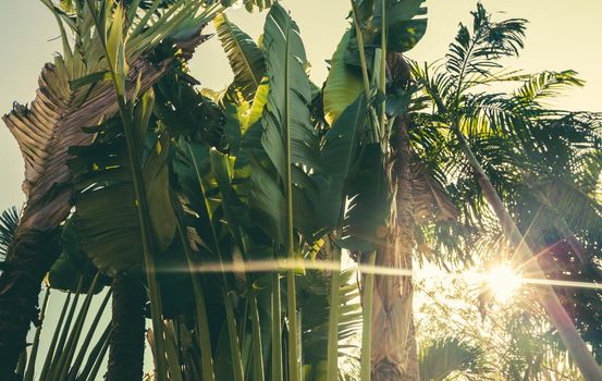 Tropical Palm tree and banana leaf with sunlight