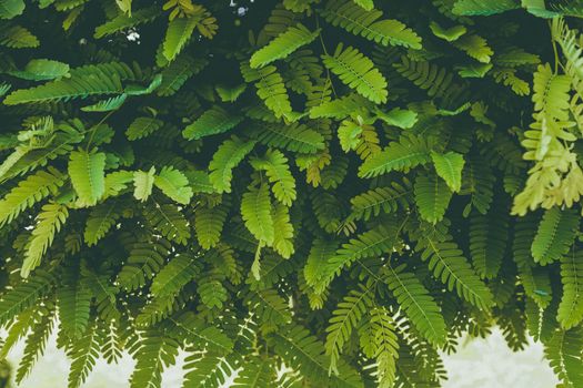 Tropical leaves of tamarind abstract background